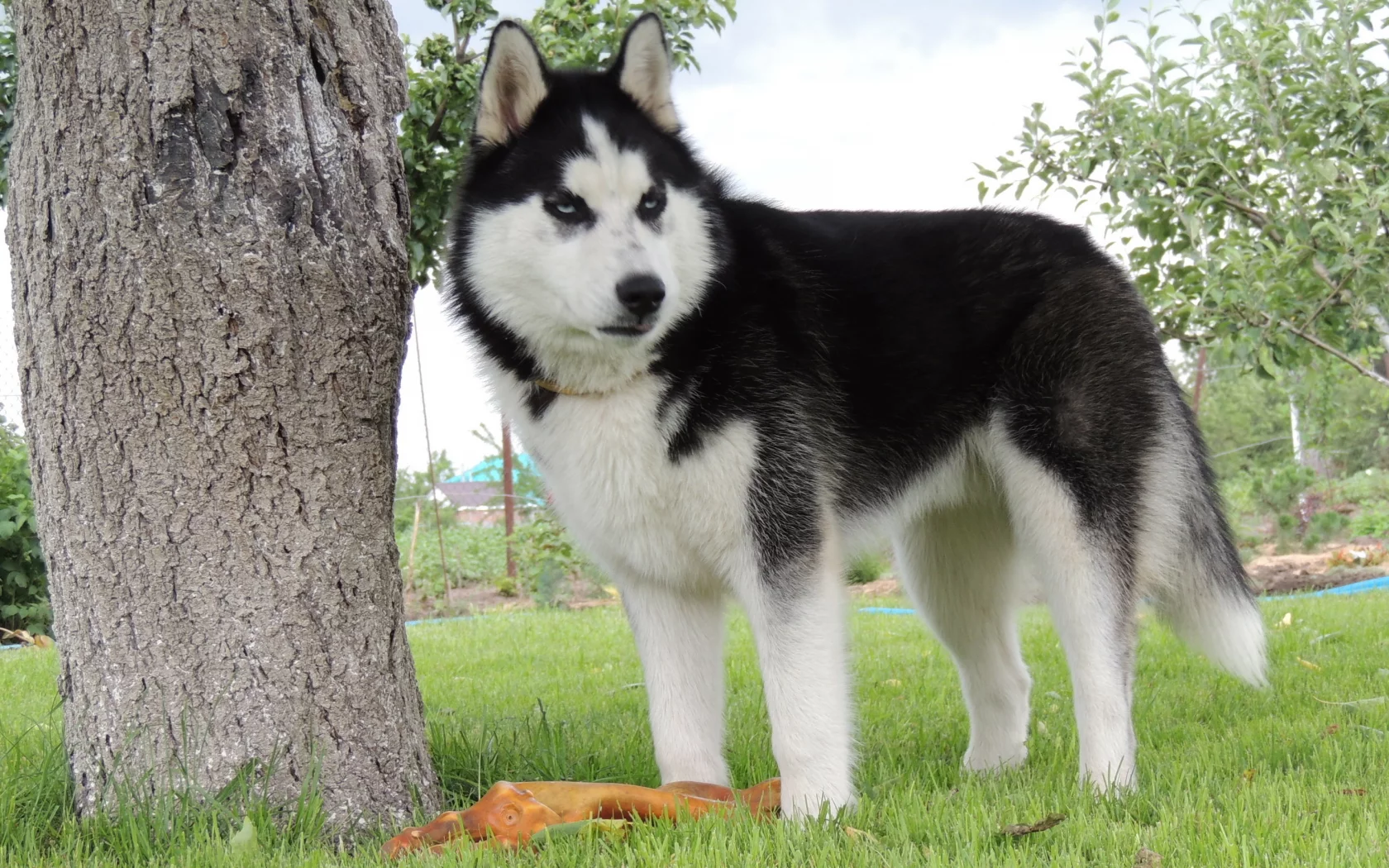 husky, лето, арни, хаска, сибирский хаски, голубые глаза