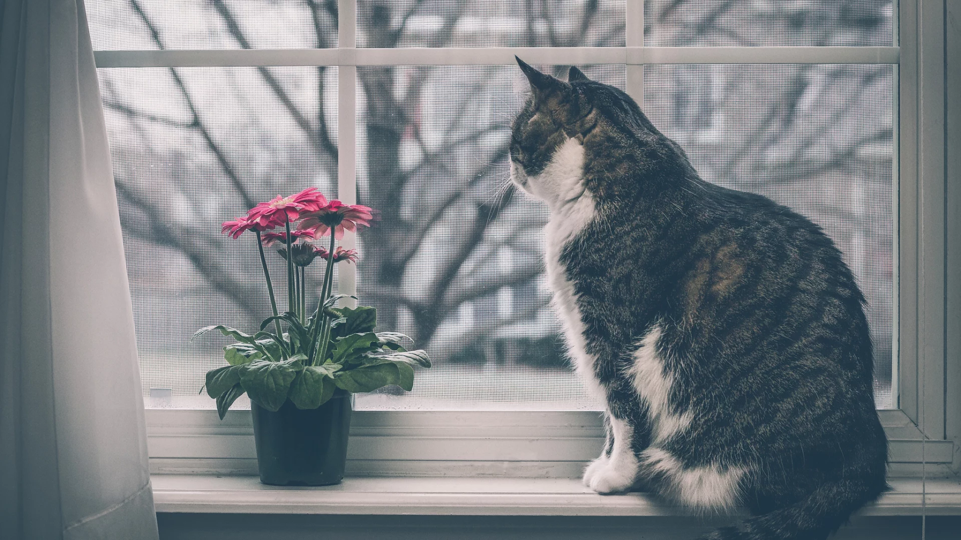кот, кошка, на подоконнике, окно, цветок, герберы