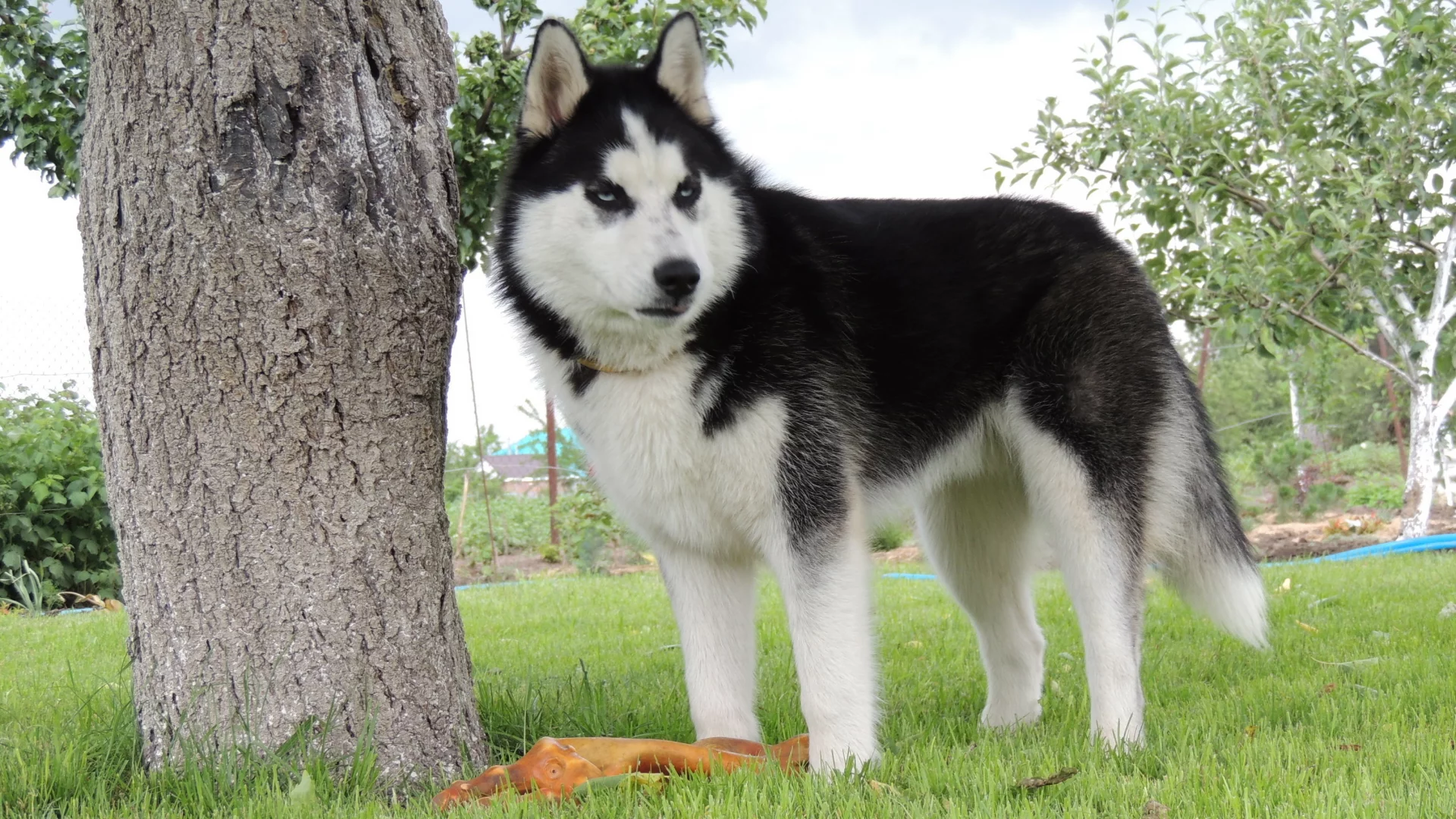 husky, лето, арни, хаска, сибирский хаски, голубые глаза