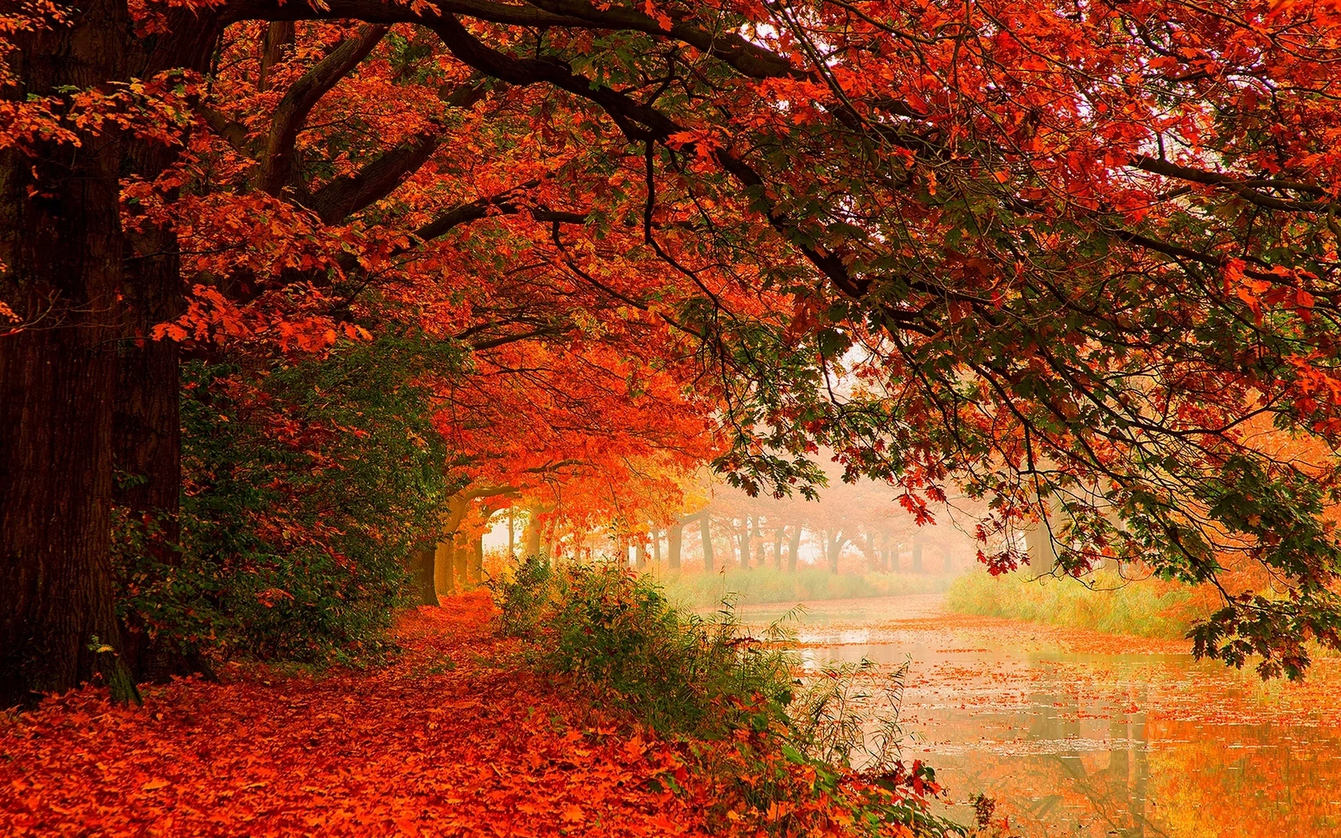 walk, river, деревья, water, forest, hdr, trees, leaves, листья, nature, autumn