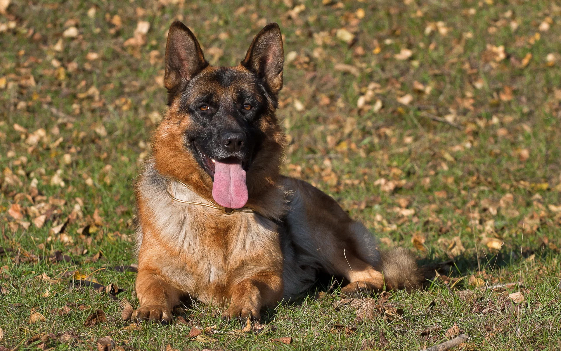 dog, взгляд, german shepherd