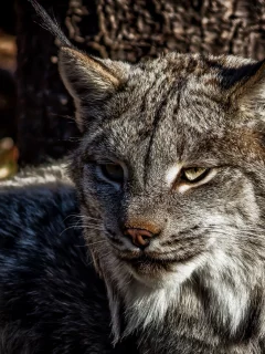 дикий кот, лес, взгляд