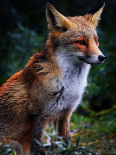 лиса, лес, природа, взгляд