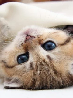 кот, пастель
