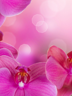 phalaenopsis, beauty, цветы, petals, tenderness, bright, flowers, orchid, branch, pink