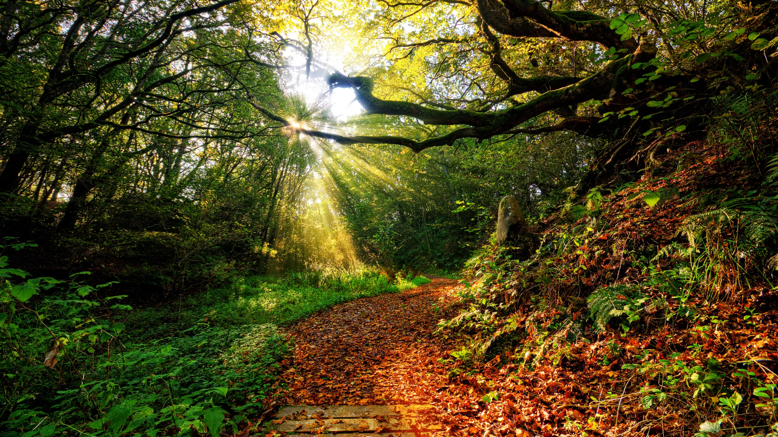 sky, path, color, grass, закат, view, sunset, nature, sun, clouds, leaf, autumn, rays, forest 
