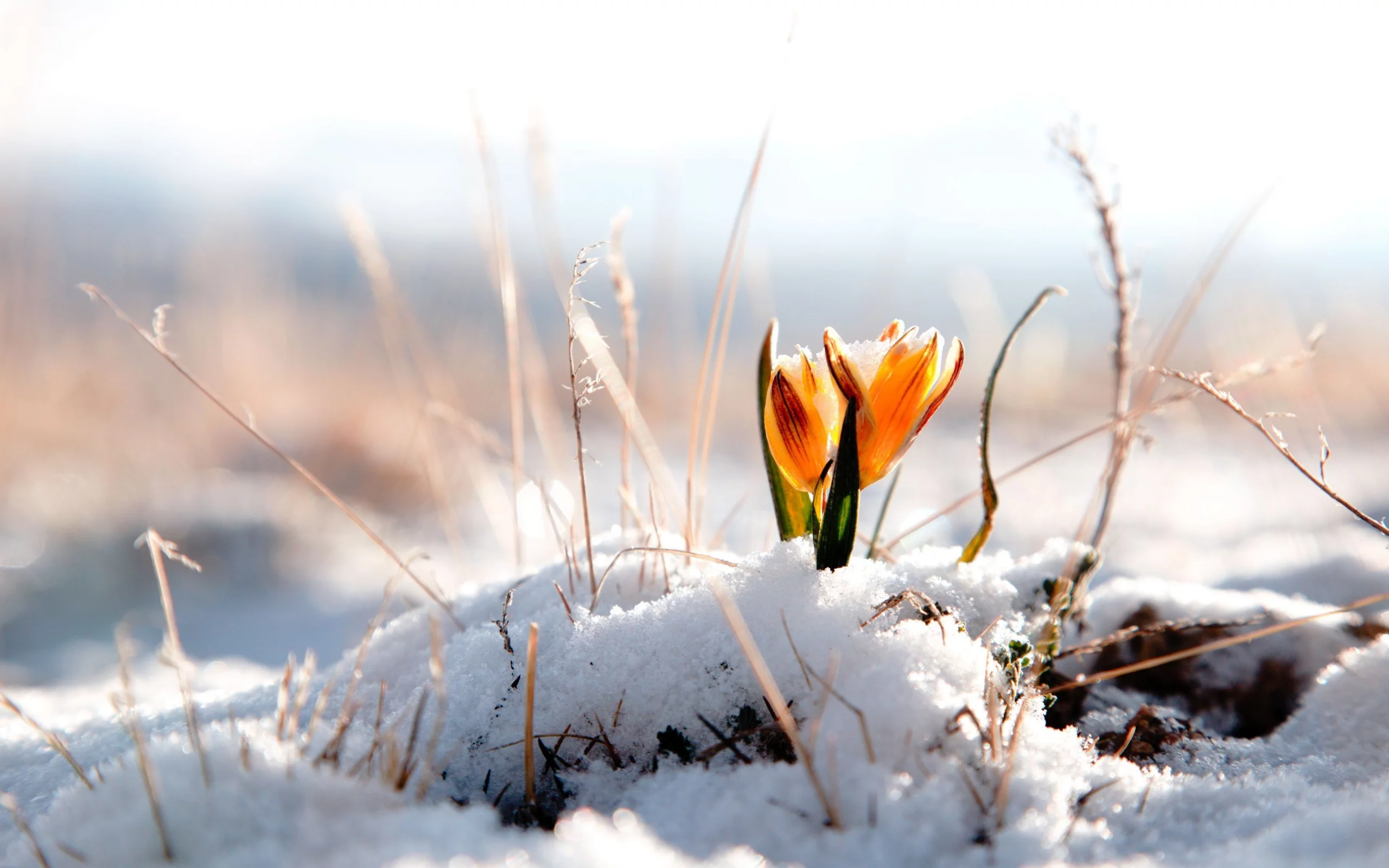 фон, snow, winter, цветы, обои, цветок, снег, зима, цветочек
