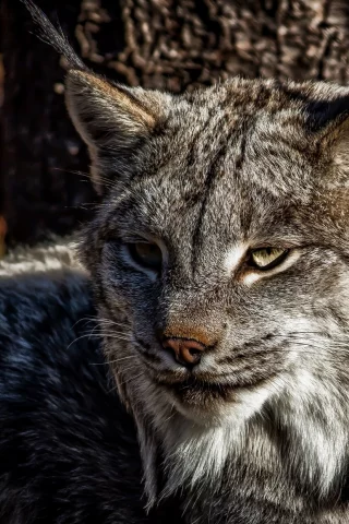 дикий кот, лес, взгляд
