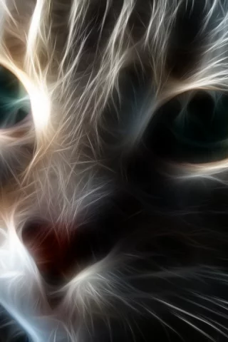 кот, взгляд, обои