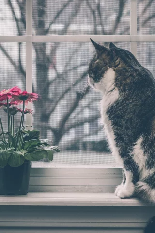кот, кошка, на подоконнике, окно, цветок, герберы