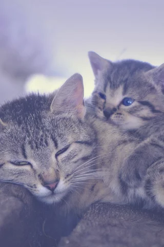 кошка, котёнок, материнство