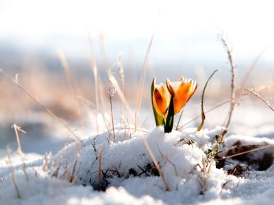 фон, snow, winter, цветы, обои, цветок, снег, зима, цветочек