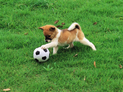 собака, мяч, трава