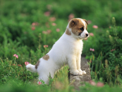 собака, трава, цветы