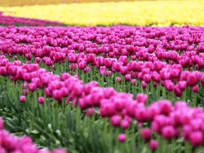 поле, тюльпаны, розовый, цветочки, цветы, природа