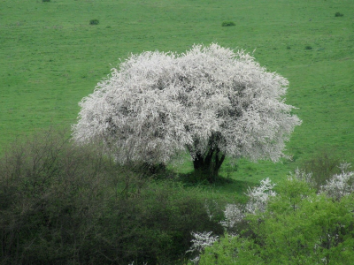 весна, апрель, дикая алыча