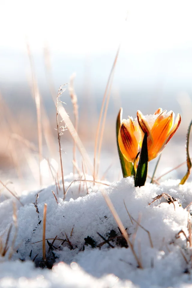 фон, snow, winter, цветы, обои, цветок, снег, зима, цветочек