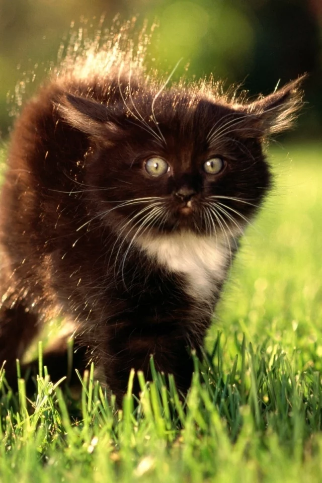 кот, природа
