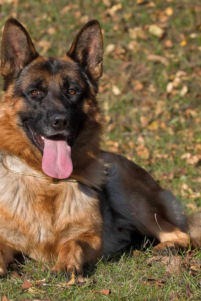 dog, взгляд, german shepherd