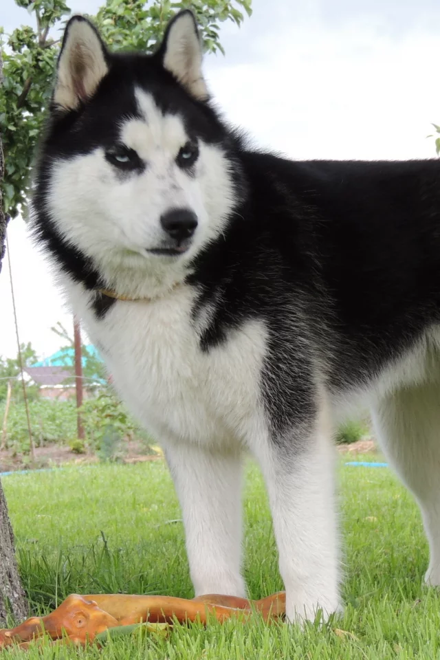 husky, лето, арни, хаска, сибирский хаски, голубые глаза