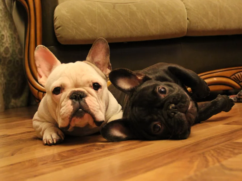 тигровый, french bulldog, две морды, французский бульдог
