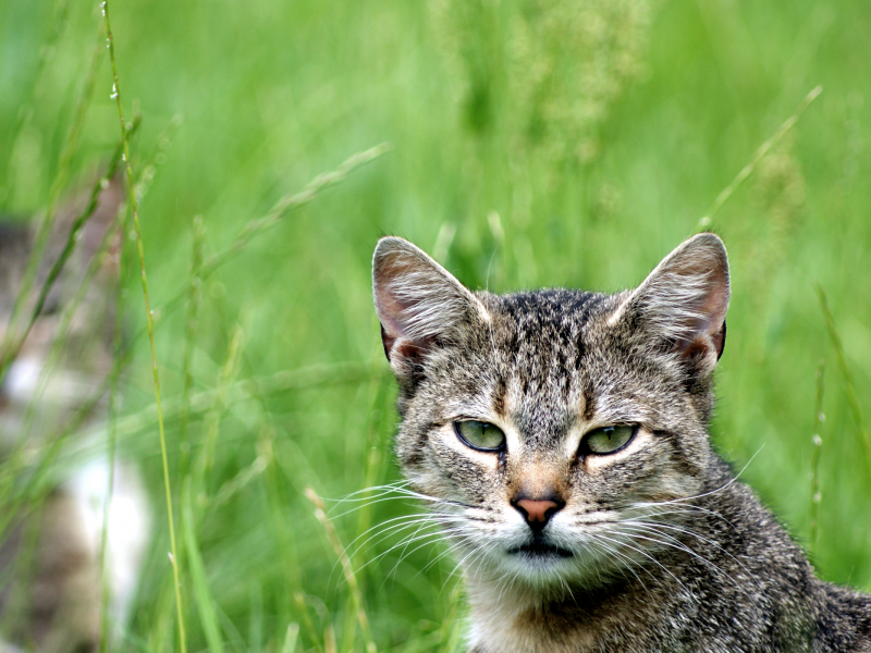 кот, зелень, кошка, смотрит, взгляд, cat