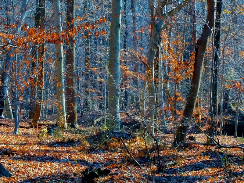 деревья, осень, лес