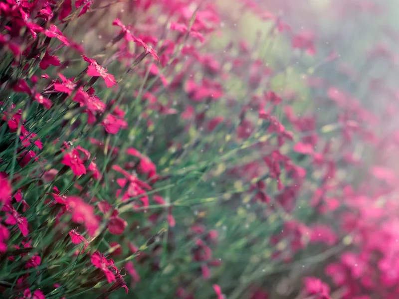 цветочки, фон, цветы, фиолетовый, размытие, flowers, flowers