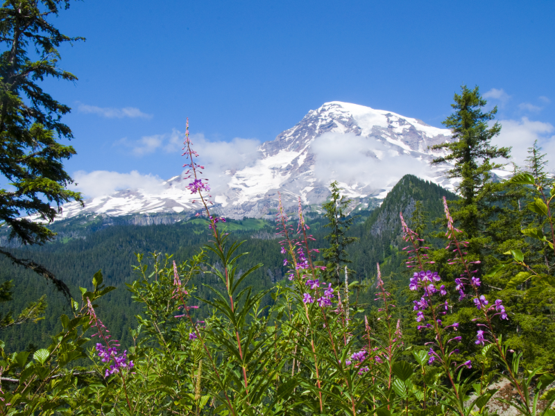 mount rainier national park, цветы, национальный парк маунт-рейнир