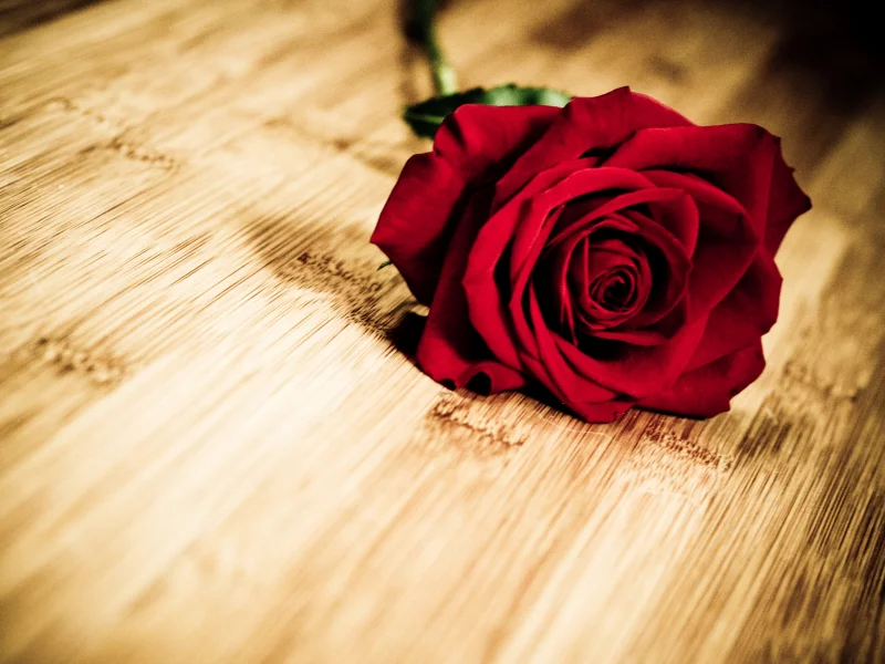 цветочек, цветок, красная, flower, цветы, роза, лепестки