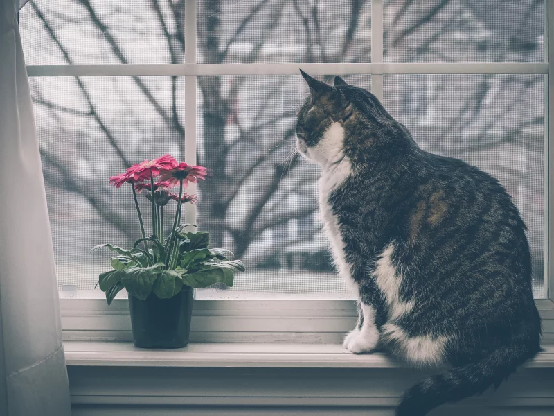кот, кошка, на подоконнике, окно, цветок, герберы