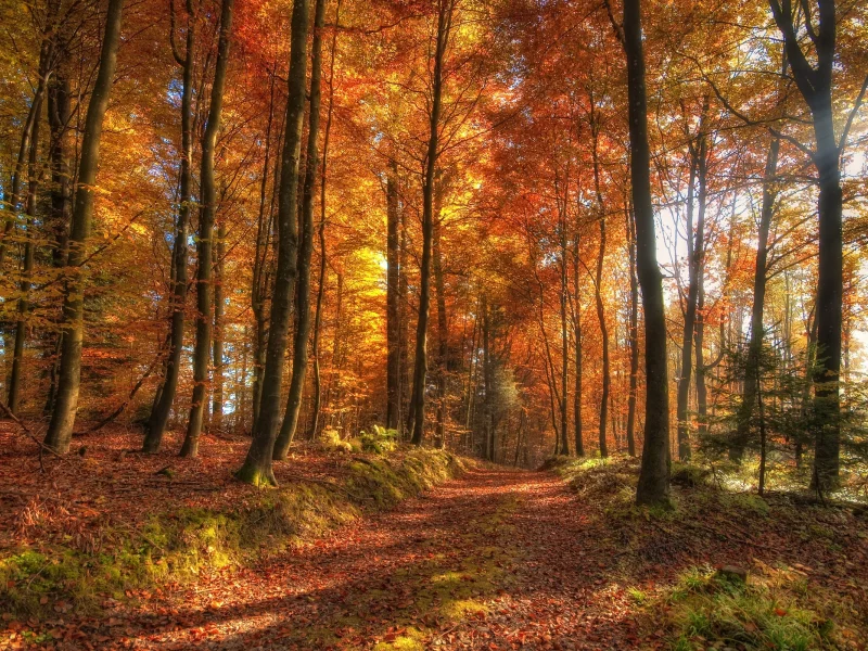 лес, forest, dark, nature, trees, autumn, fog, nature, landscapes, trees, forest, woods, leaves, fence, sunrise, sun, summer, wide
