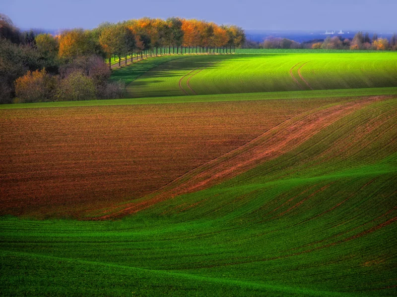 поля, деревья, осень