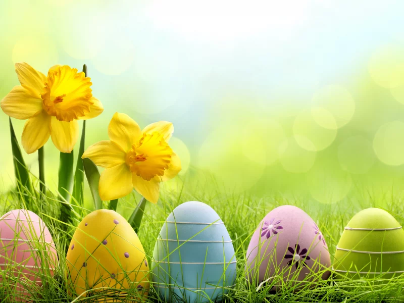 daffodils, flowers, spring, grass, пасха, eggs, meadow, весна, easter, sunshine, луг