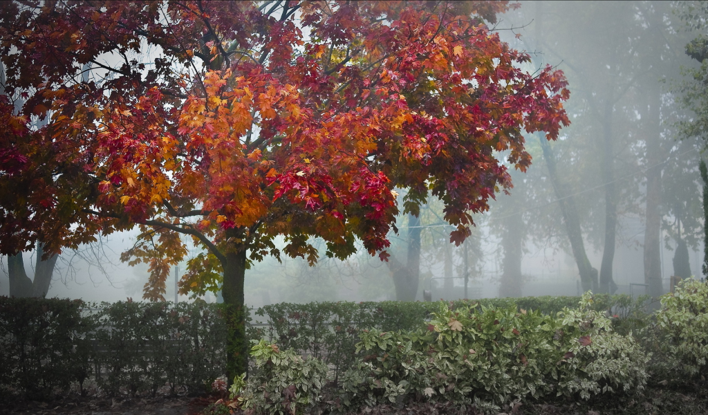 кустарник, деревья, парк, туман, осень