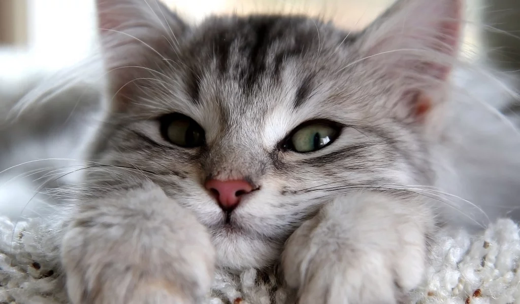 кошка, глаза