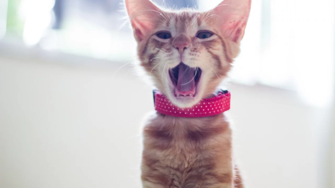  зевает, котёнок, ошейник, рыжий