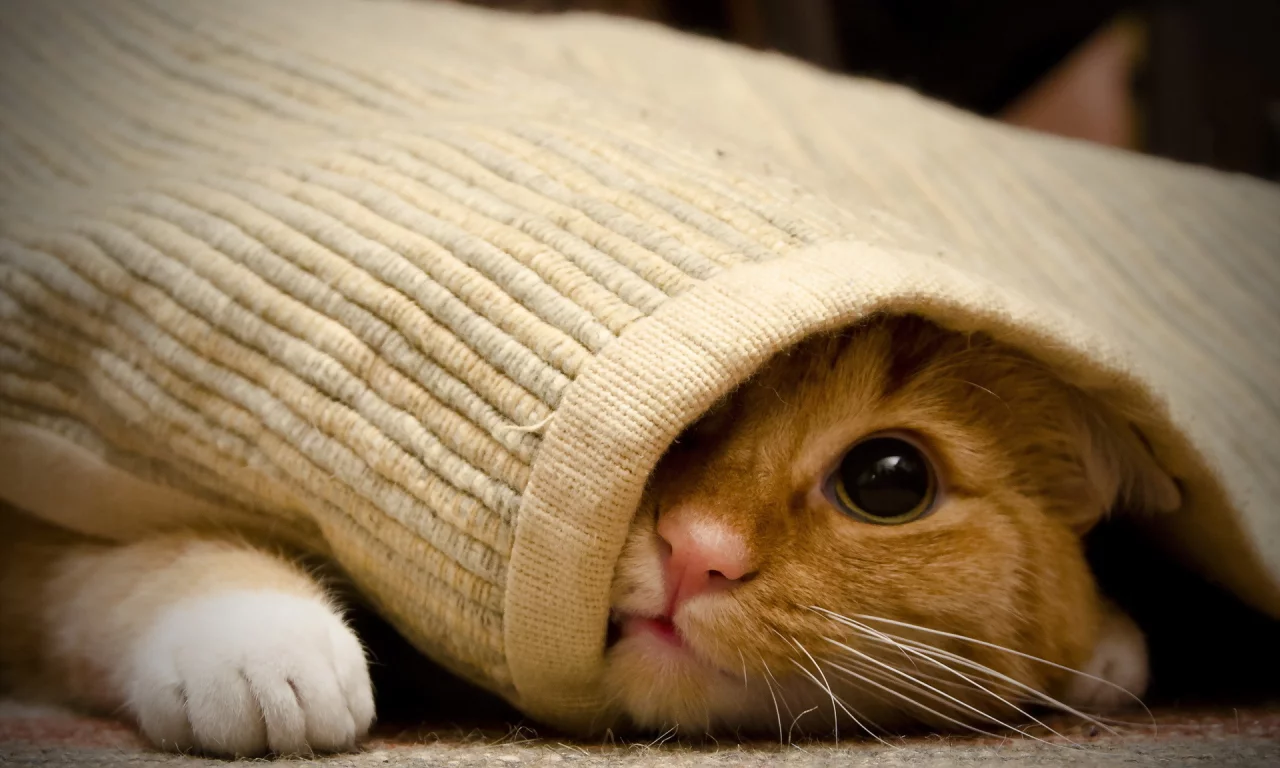 кошка, взгляд, дом
