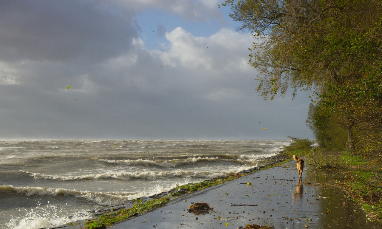 волны, собака, шторм, ветер, берег