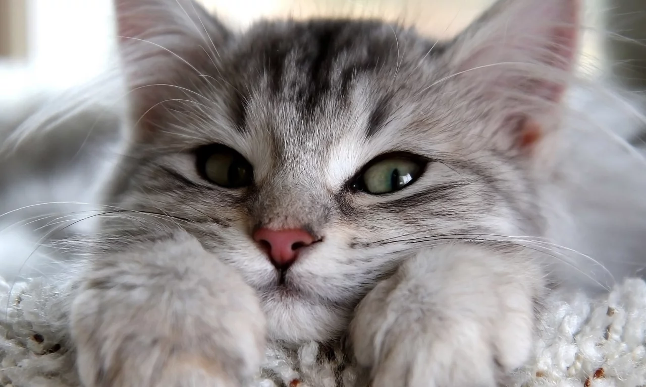 кошка, глаза