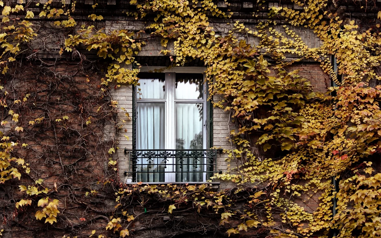 плющ, окно, париж, осень