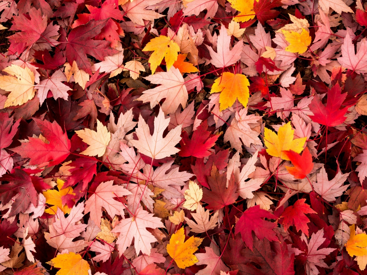 осень, leaves, macro, листочки, leave, макро, листья, autumn