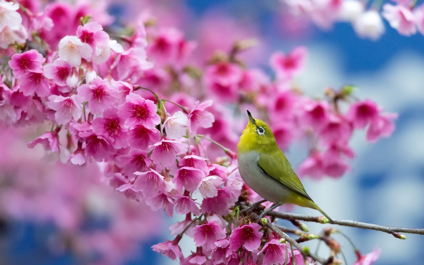 сакура, вишня, цветы, весна, японский белый глаз, птица