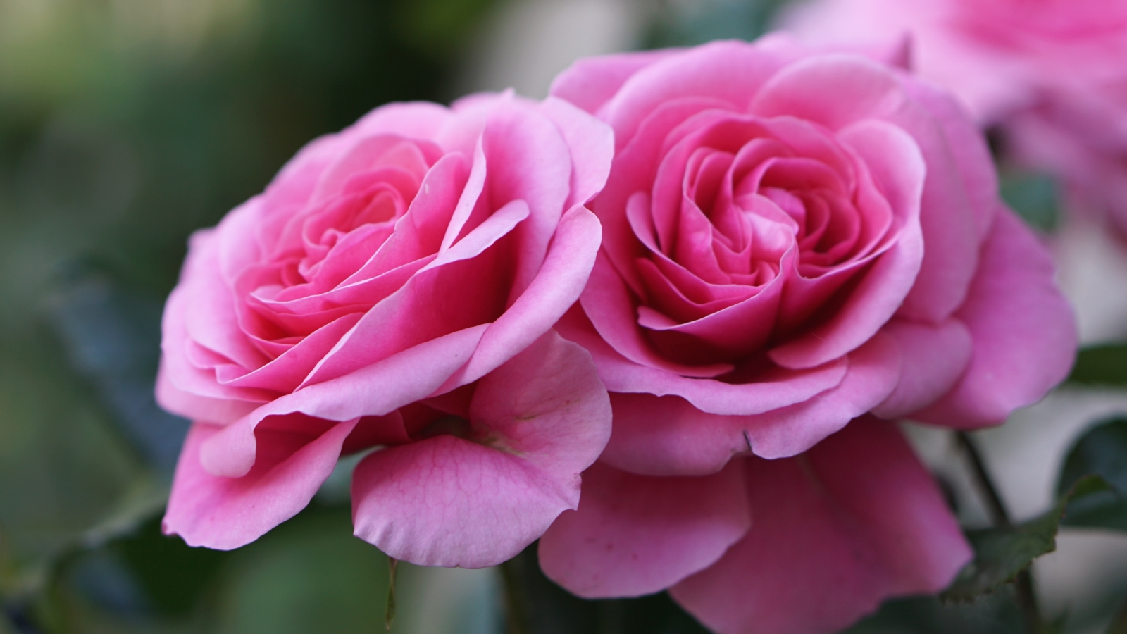 розы, розовый