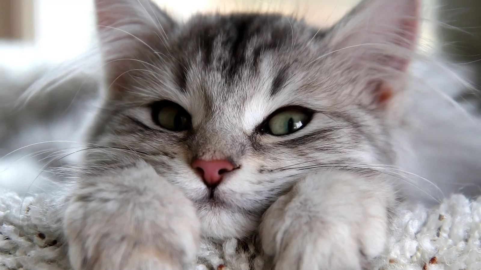 кошка, глаза
