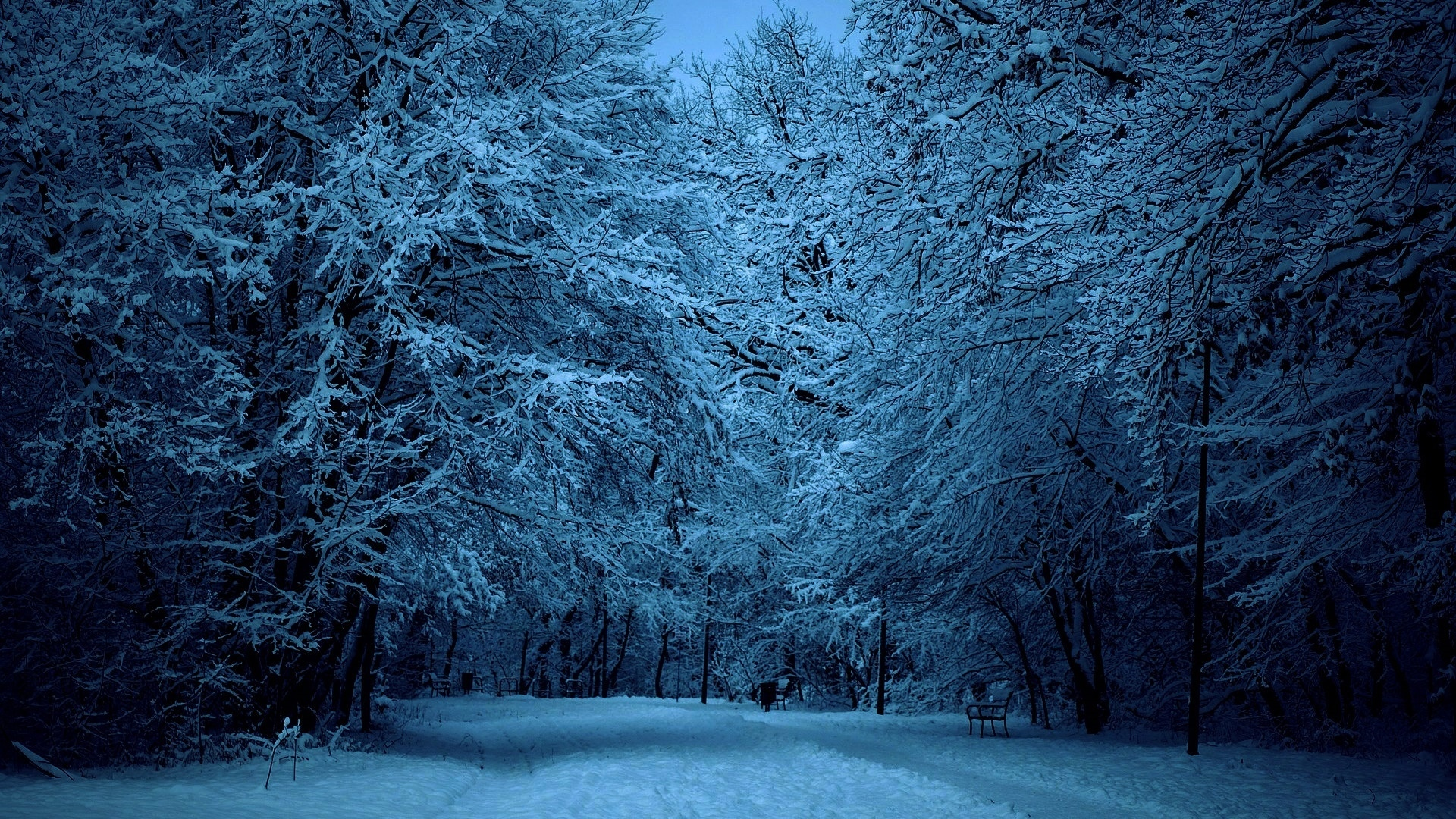 дорога, зима, деревья, прогулка, природа, снег, парк