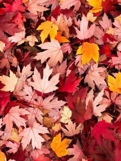 осень, leaves, macro, листочки, leave, макро, листья, autumn