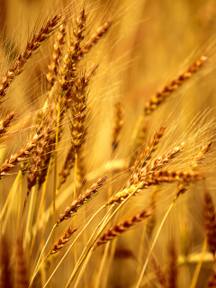 рожь, macro, обои, поле, фон, макро, пшеница
