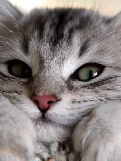 кошка, глаза
