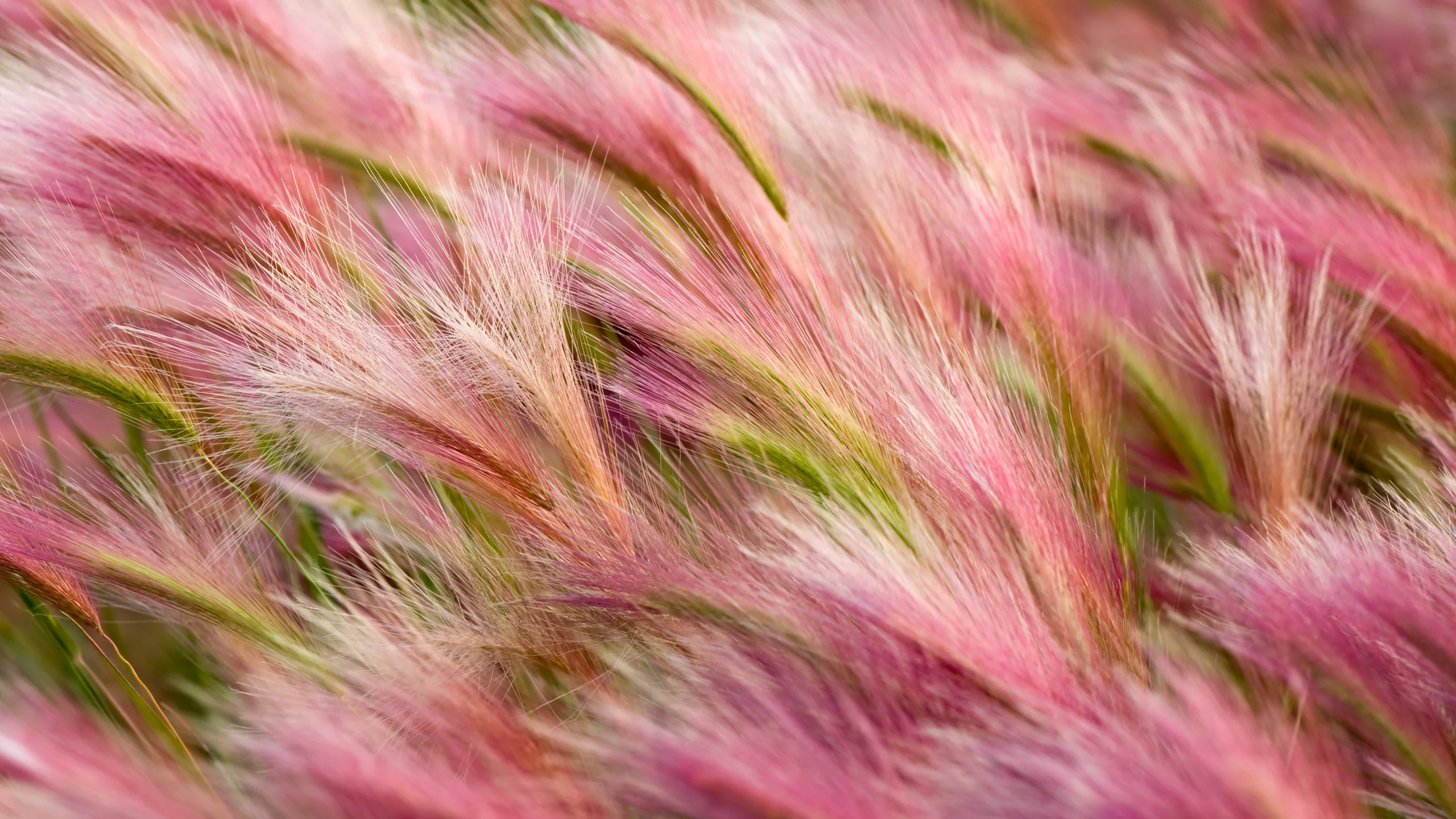 os x, apple, ячмень, mavericks, foxtail-barley, mac